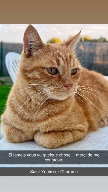 chat lost   16710 Saint-Yrieix-sur-Charente Kiki