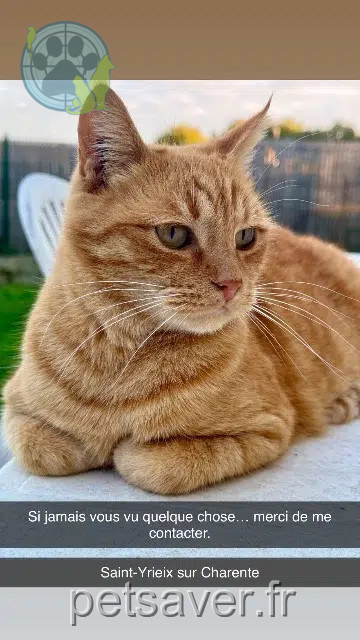 gato perdido 16710 Saint-Yrieix-sur-Charente Kiki gato lost 16710 Saint-Yrieix-sur-Charente Kiki