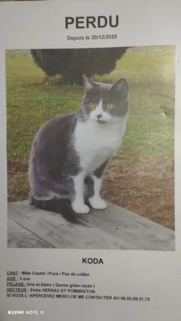 chat lost   16440 Nersac Koda