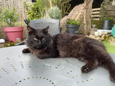 Chat Perdu 16 Charente Chat Perdu 16 Charente