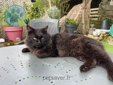 Chat Perdu 16 Charente Chat Perdu 16 Charente