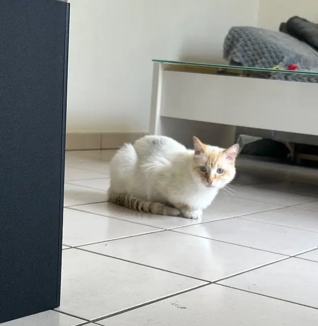 chat lost   16110 La Rochefoucauld-en-Angoumois Mimi