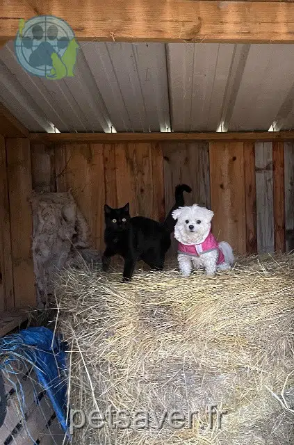 kater lost   16410 Dignac Loki