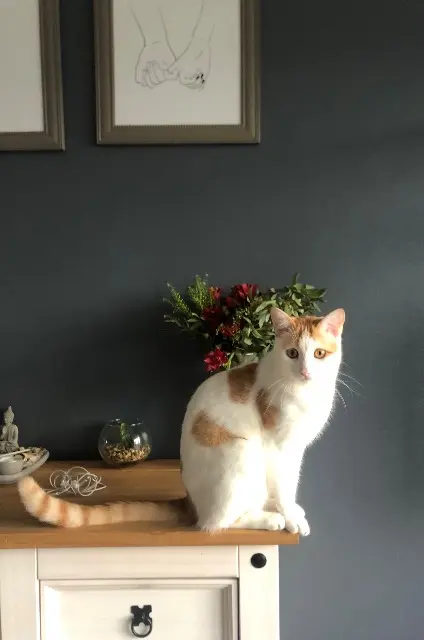 chat lost   16290 Saint-Saturnin Loki