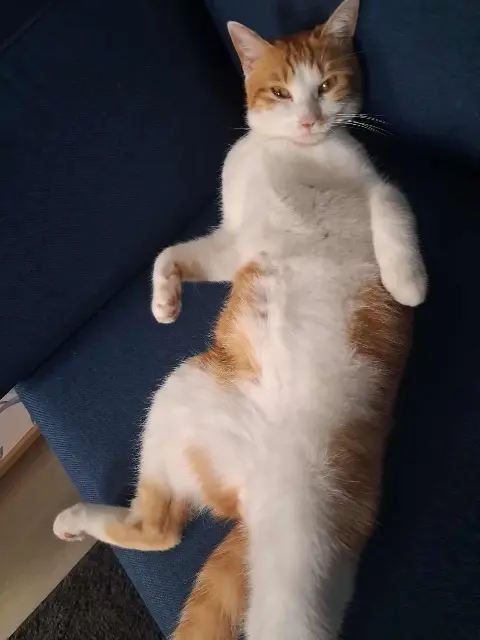 chat lost   16700 Ruffec Loupé