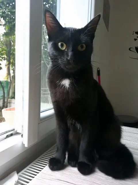 chat lost   16800 Soyaux Lucky