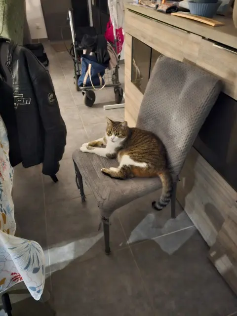 chat lost   16170 Rouillac Léon