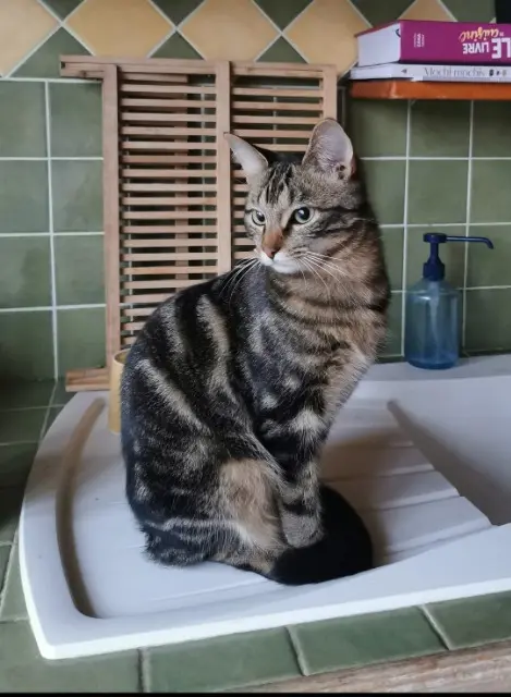 chat lost   16200 Julienne Maki
