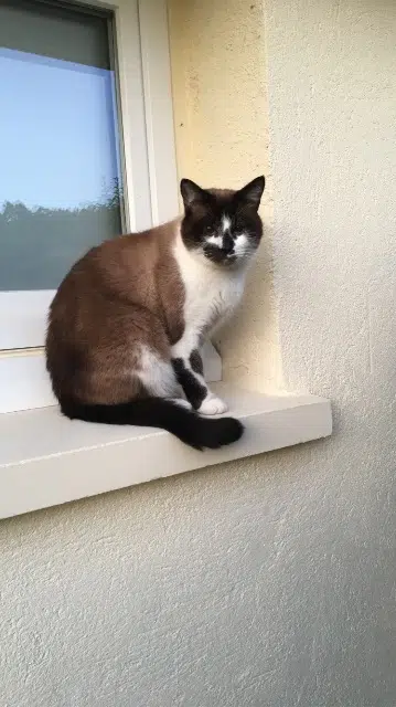 chat lost   16400 La Couronne Mamene