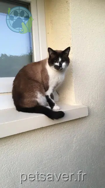 kater vermist 16400 La Couronne Mamene kater lost 16400 La Couronne Mamene
