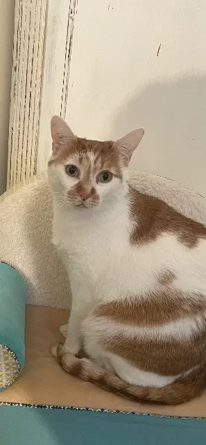 chat lost   16200 Bourg-Charente Maurice