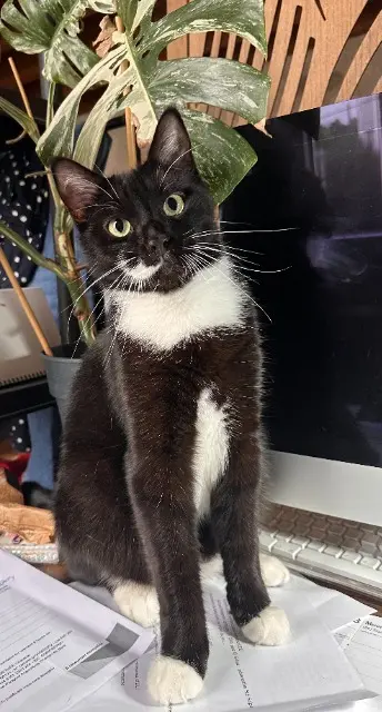 chat lost   16470 Saint-Michel Merlin