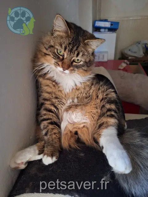 chat lost   16480 Brossac Millot