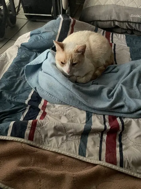 chat lost   16120 Châteauneuf-sur-Charente Mimosa