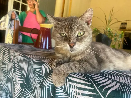 kater vermist 16290 Moulidars Mino kater lost 16290 Moulidars Mino