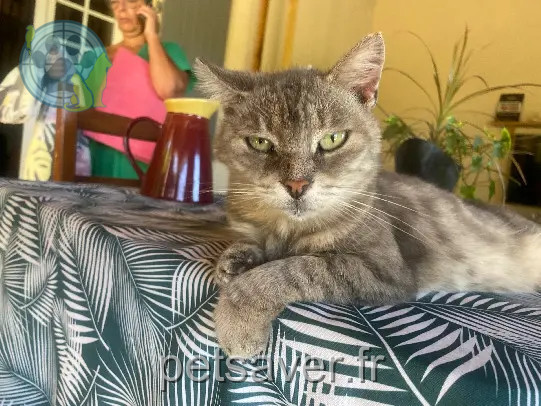 kater vermist 16290 Moulidars Mino kater lost 16290 Moulidars Mino