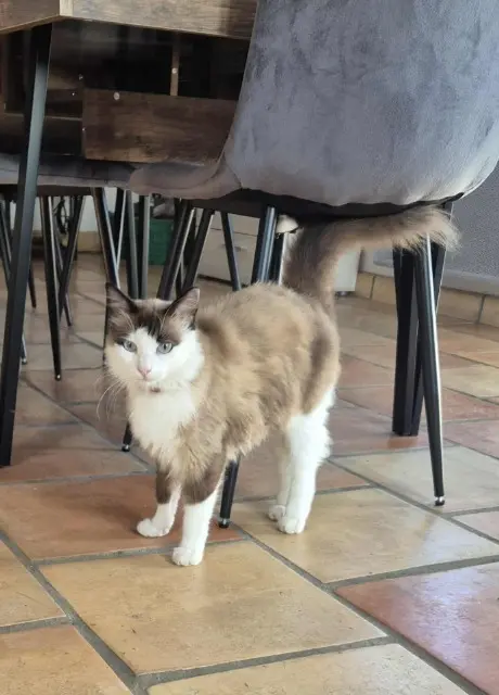 gato perdido 16100 Cognac Minou gato lost 16100 Cognac Minou