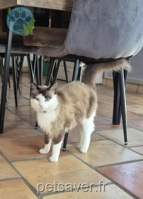 Kater vermisst 16100 Cognac Minou Kater lost 16100 Cognac Minou