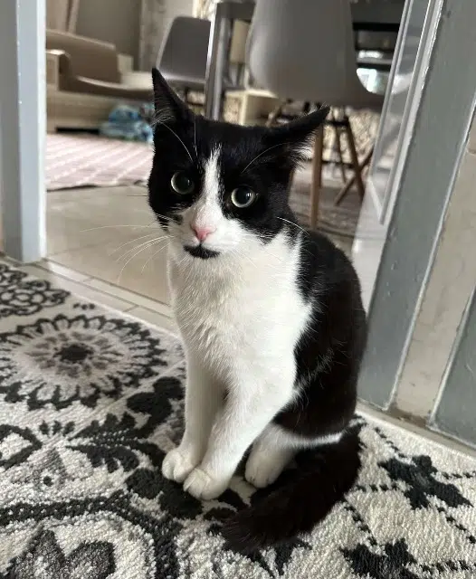 chat lost   16000 Angoulême Minouche