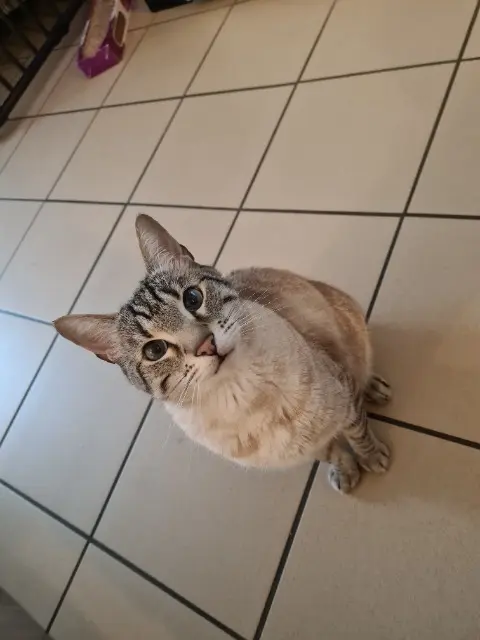 gato perdido 16150 Étagnac Moka gato lost 16150 Étagnac Moka