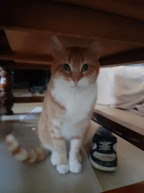 chat lost   16410 Sers Momo