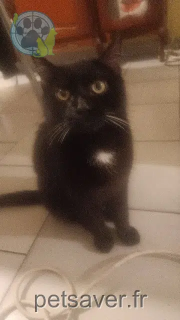 cat lost   16160 Gond-Pontouvre Morisset