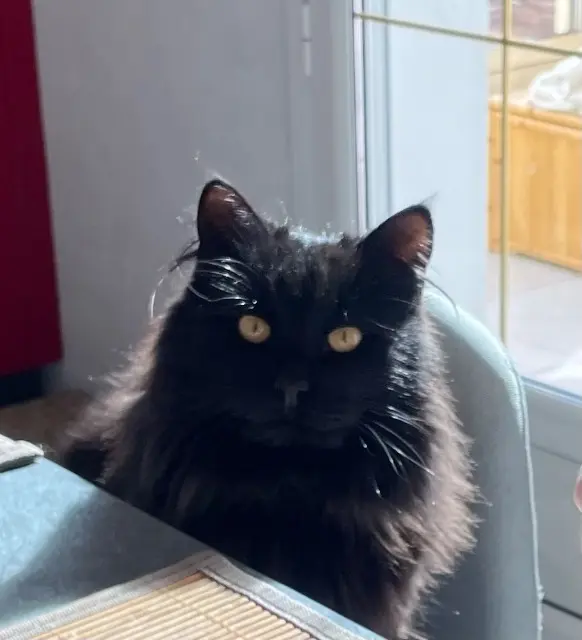 chat lost   16100 Châteaubernard Newton