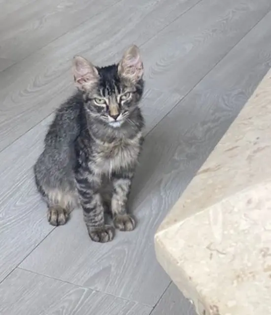 chat lost   16800 Soyaux Nino