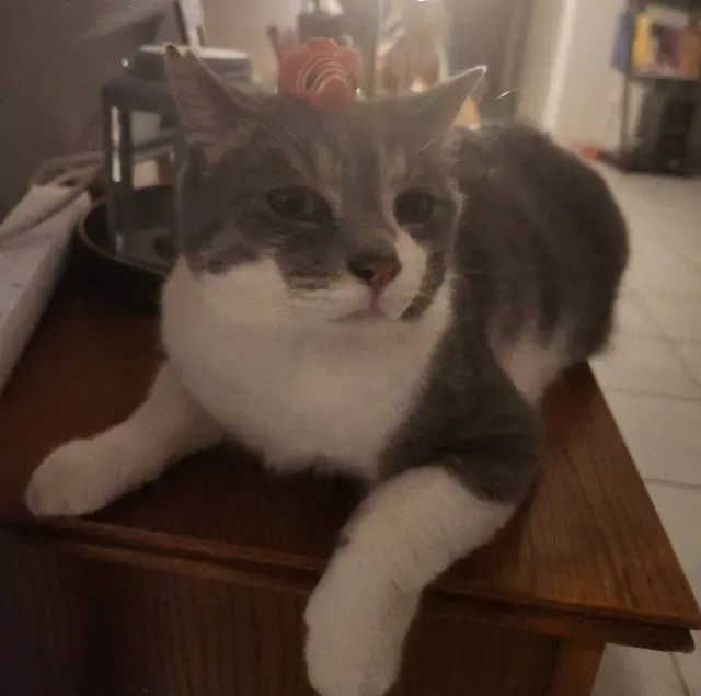 chat lost   16710 Saint-Yrieix-sur-Charente Nuage