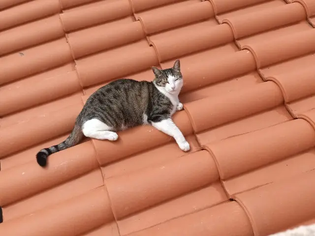 chat lost   16400 La Couronne Onix