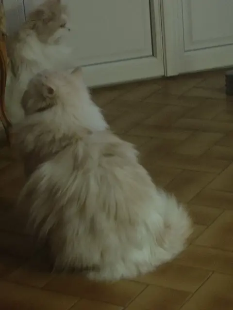 chat lost   16200 Jarnac Oscar