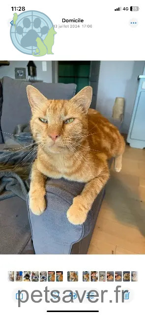chat perdu 16320 Combiers Oscar chat lost 16320 Combiers Oscar