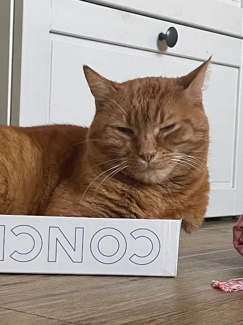 chat lost   16160 Gond-Pontouvre Oumi