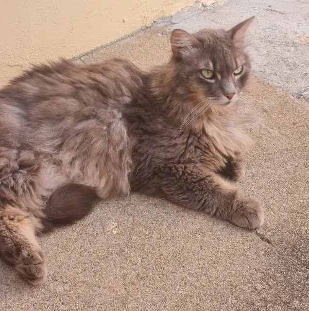 chat lost   16700 Ruffec Pacha