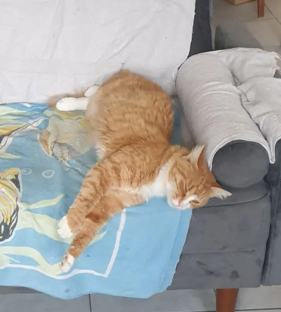 chat lost   16710 Saint-Yrieix-sur-Charente Pattenrond