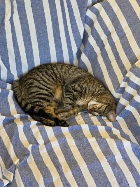 cat lost   16000 Angoulême Pirouette