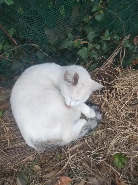 chat lost   16000 Angoulême Pitchou