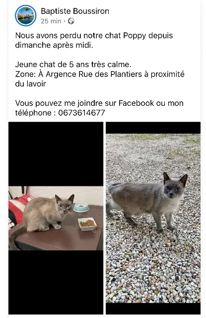 chat lost   16430 Champniers Poppy