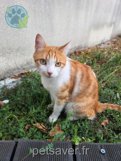 kater vermist 16290 Hiersac Porcky kater lost 16290 Hiersac Porcky