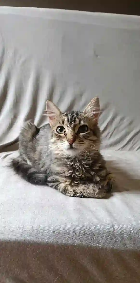 Chat Perdu 16 Charente - Pti-slip Chat Perdu 16 Charente - Pti-slip
