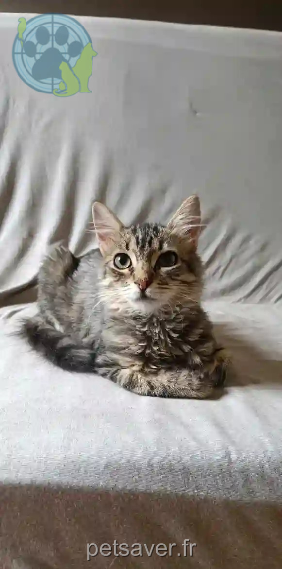 Chat Perdu 16 Charente - Pti-slip Chat Perdu 16 Charente - Pti-slip