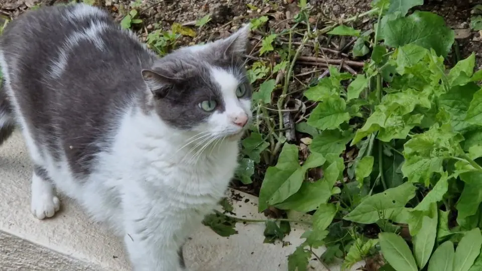 Chat Perdu 16 Charente - Rama