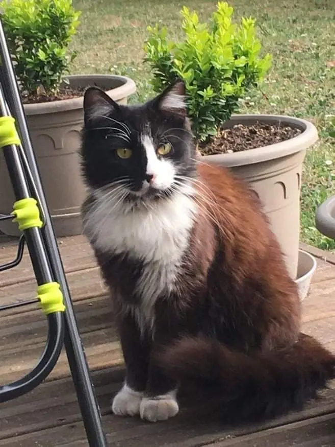 Chat Perdu 16 Charente - Rocky Chat Perdu 16 Charente - Rocky