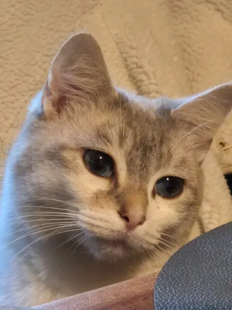 chat lost   16440 Roullet-Saint-Estèphe Shadow