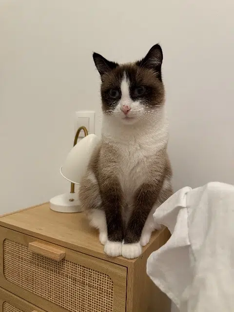 chat lost   16440 Roullet-Saint-Estèphe Under