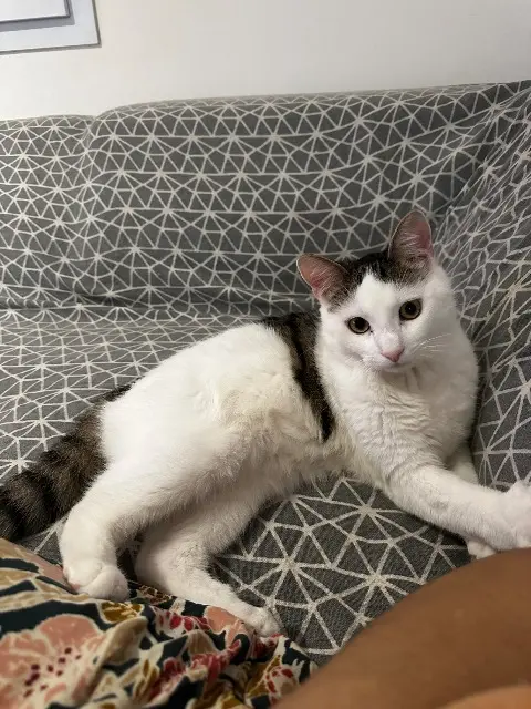 chat lost   16440 Roullet-Saint-Estèphe Voyou