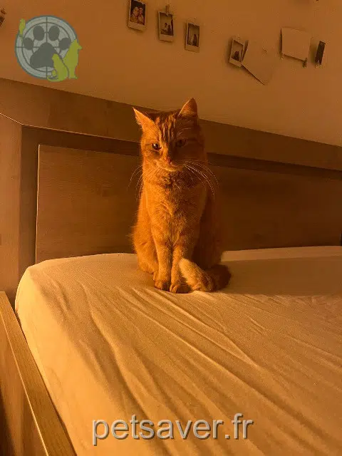 Kater lost   16730 Fléac Schubert