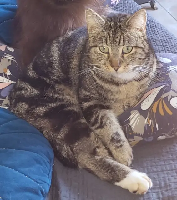 chat lost   16310 Saint-Adjutory Shelby