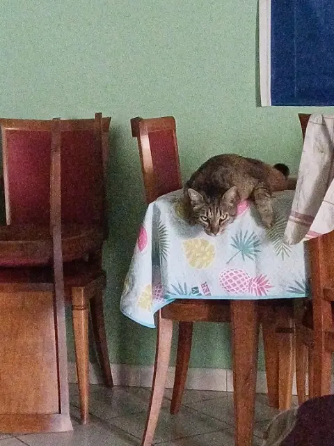 chat lost   16000 Angoulême Surimi