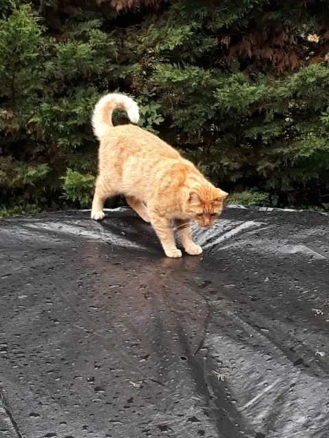 chat lost   16230 Maine-de-Boixe Sybra
